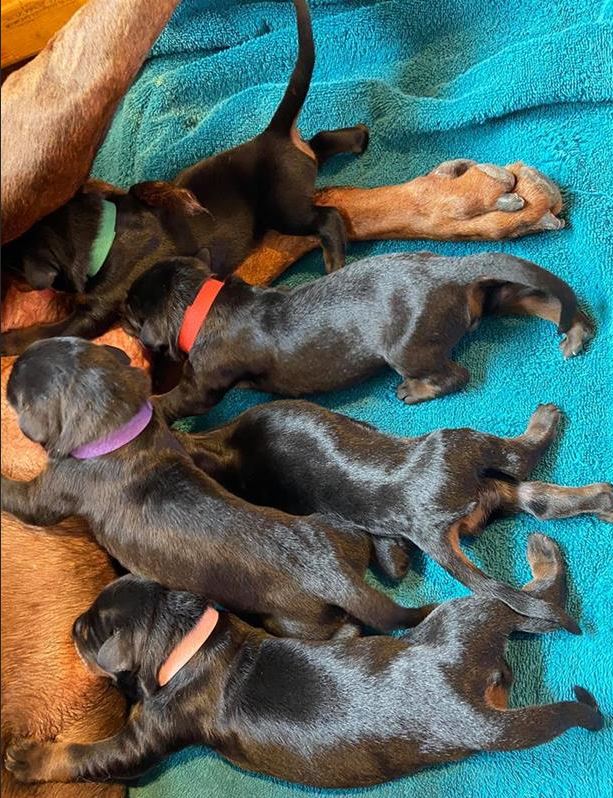 Puppies are born
